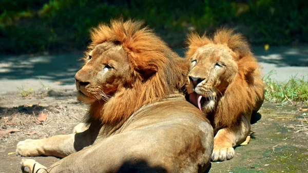Machos Leões Africanos Selvagens Natureza Com Uma Grande Crina Jazem — Fotografia de Stock