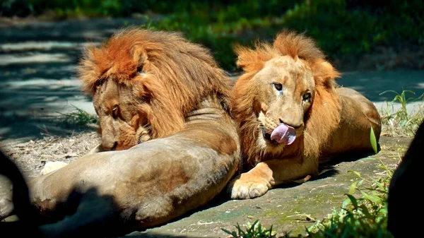 Samci Divokých Afrických Lvů Divočině Velkou Hřívou Leží Během Dne — Stock fotografie