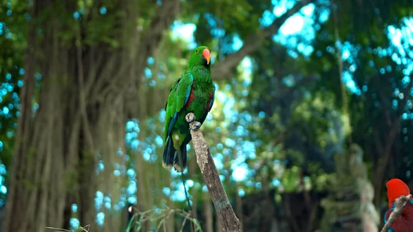 Parrot Green Eclectus Roratus Green Feathers Usual Habitat Green Grass — Stock Photo, Image