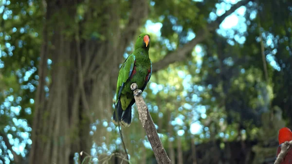 Papoušek Zelený Eclectus Roratus Zeleným Peřím Obvyklém Prostředí Zelenou Trávou — Stock fotografie