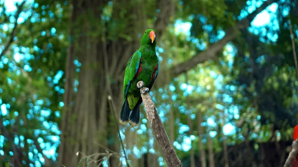 Papagájzöld Eclectus Roratus Zöld Tollakkal Szokásos Élőhelyen Zöld Fűvel Terpeszben — Stock Fotó