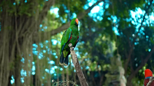 Papagájzöld Eclectus Roratus Zöld Tollakkal Szokásos Élőhelyen Zöld Fűvel Terpeszben — Stock Fotó