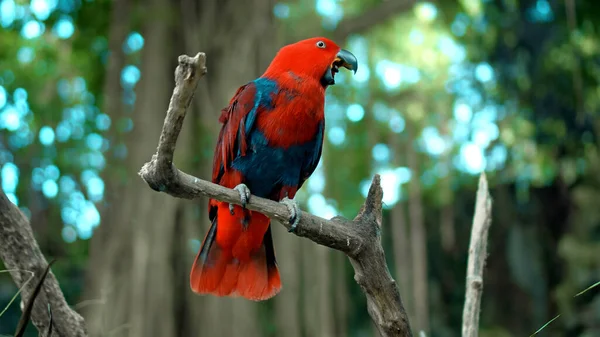 Попугай Рыжий Eclefelus Fatus Зелеными Отпрысками Обычной Среде Обитания Зеленой — стоковое фото