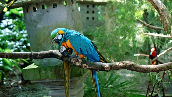 Ara Papagaio Com Penas Amarelas Azuis Seu Habitat Habitual Com — Fotografia de Stock