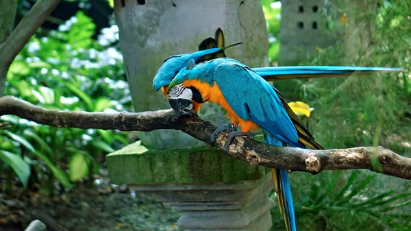 Попугай Ара Желтыми Голубыми Перьями Своей Обычной Среде Обитания Зеленой — стоковое фото