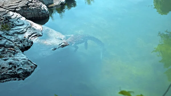 Дикі Африканські Алігатори Плавають Воді Опускаючись Дно Річки Пливучи Згори — стокове фото