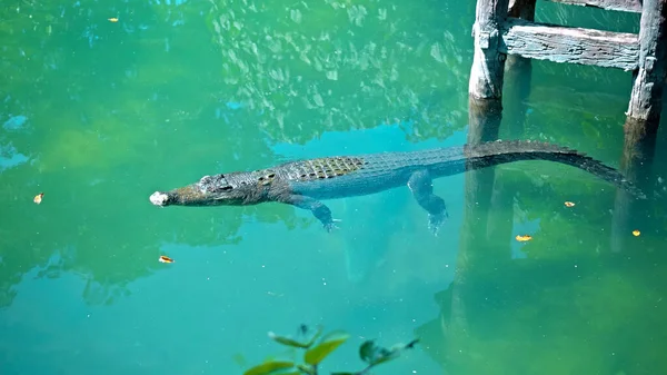 Wilde Afrikanische Alligatoren Treiben Wasser Stürzen Auf Den Grund Des — Stockfoto