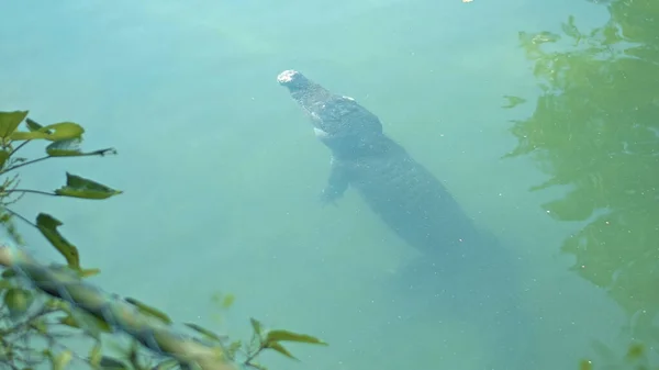 Vilda Afrikanska Alligatorer Flyter Vattnet Störtar Till Botten Floden Och — Stockfoto