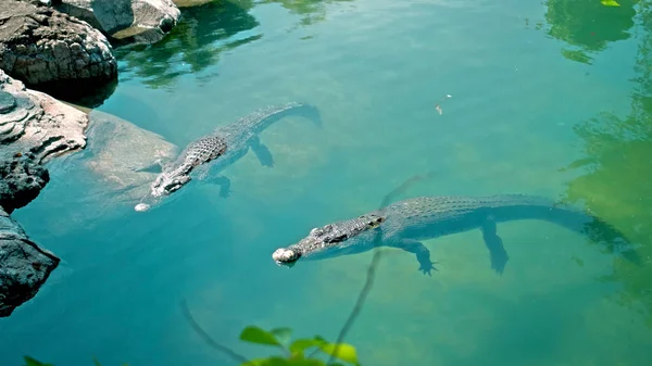 Wild African Alligators Float Water Plunging Bottom River Float — Stock Photo, Image