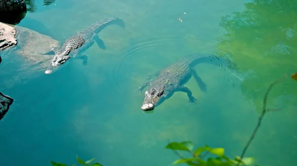 アフリカの野生のワニが水の中に浮かび 川の底に突入し 上から浮く — ストック写真