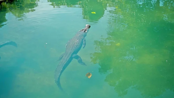 Дикие Африканские Аллигаторы Плавают Воде Опускаясь Дно Реки Плавая Сверху — стоковое фото