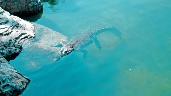 Дикие Африканские Аллигаторы Плавают Воде Опускаясь Дно Реки Плавая Сверху — стоковое фото