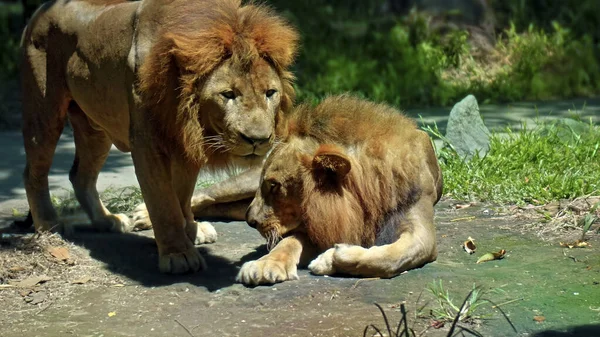 Samci Divokých Afrických Lvů Divočině Velkou Hřívou Leží Během Dne — Stock fotografie