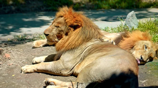 Самці Диких Африканських Левів Дикій Природі Великою Гривою Лежать Землі — стокове фото