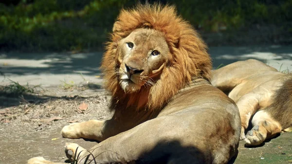 Hombres Leones Africanos Salvajes Naturaleza Con Una Gran Melena Yacen — Foto de Stock