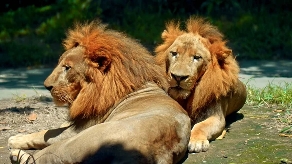 Hombres Leones Africanos Salvajes Naturaleza Con Una Gran Melena Yacen —  Fotos de Stock