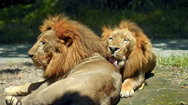 Hanar Vilda Afrikanska Lejon Naturen Med Stor Man Ligger Marken — Stockfoto