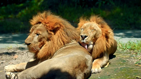 Samce Dzikich Lwów Afrykańskich Wolności Dużą Grzywą Leżą Ziemi Ciągu — Zdjęcie stockowe