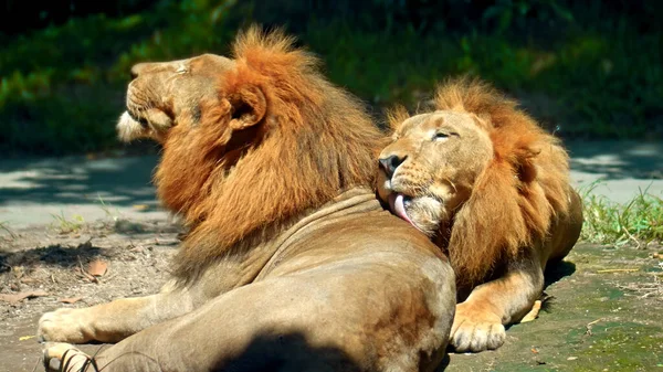 Männchen Wilder Afrikanischer Löwen Freier Wildbahn Mit Großer Mähne Liegen — Stockfoto