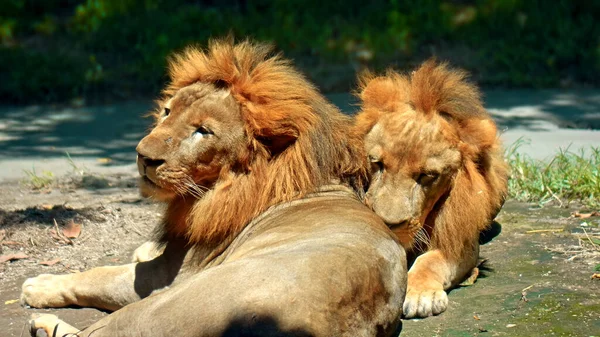 Vahşi Afrika Aslanlarının Vahşi Doğadaki Erkekleri Güneş Işınlarının Altında Gün — Stok fotoğraf