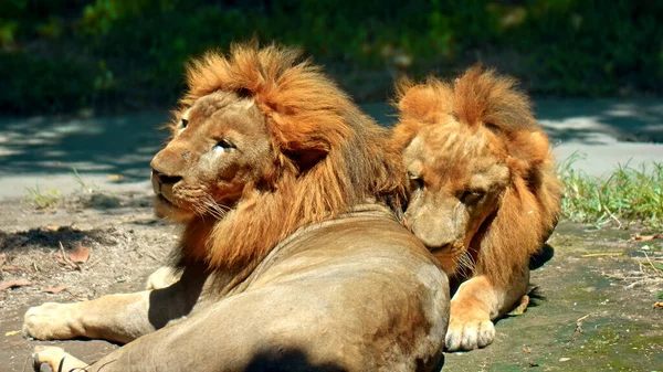 Males Wild African Lions Wild Large Mane Lie Ground Day — Stock Photo, Image