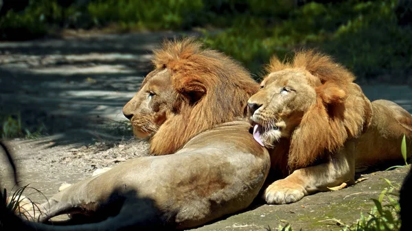 Самцы Диких Африканских Львов Дикой Природе Большой Гривой Лежат Земле — стоковое фото