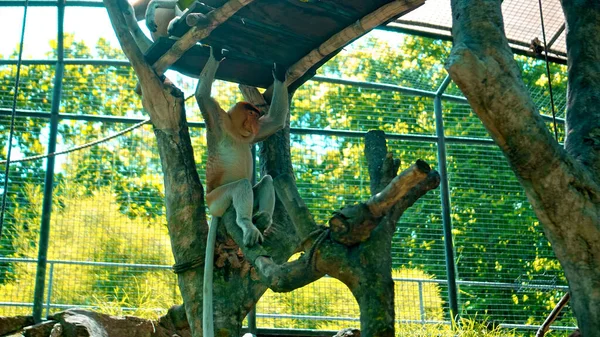 Fiatal Nasalis Larvatus Felmászott Egy Fára Ott Pihen — Stock Fotó