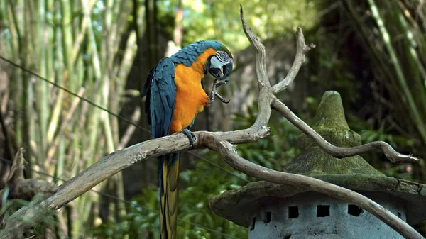 Παπαγάλος Ara Κίτρινα Και Μπλε Φτερά Στο Συνηθισμένο Περιβάλλον Του — Φωτογραφία Αρχείου