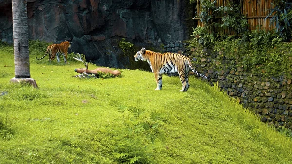 Males Wild Tigers Run Grass Rocks Study Territory Life — Stock Photo, Image