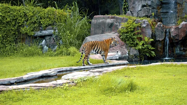 Males Wild Tigers Run Grass Rocks Study Territory Life — Stock Photo, Image