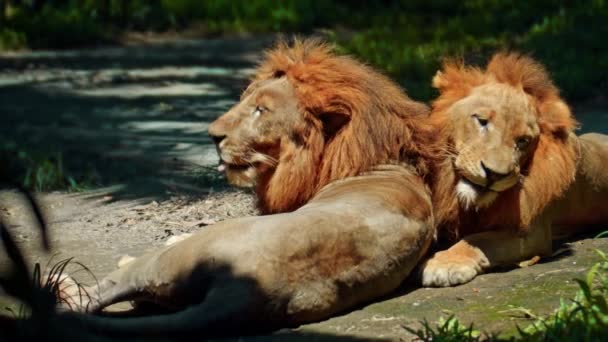 太陽の光の下で一日の間に地面に大きな男と野生のアフリカのライオンの男性は嘘をつく — ストック動画