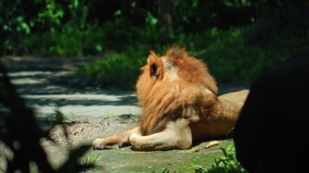 Männchen Wilder Afrikanischer Löwen Freier Wildbahn Mit Großer Mähne Liegen — Stockvideo