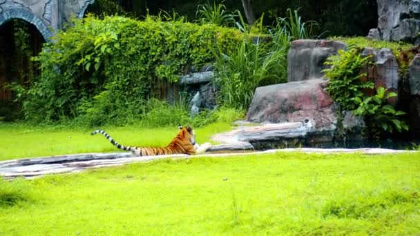 Jantan Harimau Liar Berjalan Sepanjang Rumput Dan Mempelajari Wilayah Untuk — Stok Video