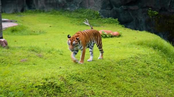 Hombres Tigres Salvajes Corren Largo Hierba Estudian Territorio Por Vida — Vídeos de Stock