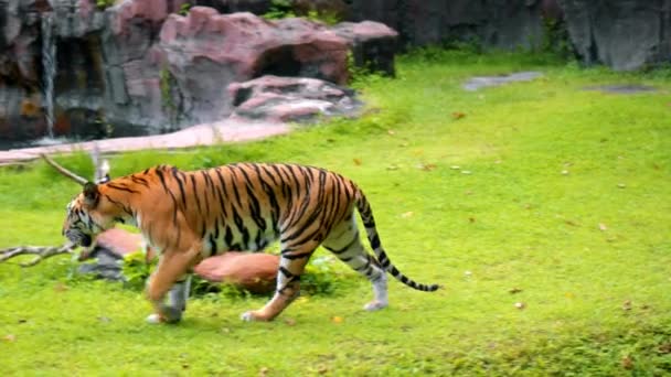 Males Wild Tigers Run Grass Study Territory Life — Stock Video