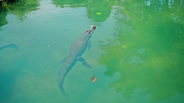 Dzikie Afrykańskie Aligatory Unoszą Się Wodzie Opadając Dno Rzeki Unosząc — Wideo stockowe