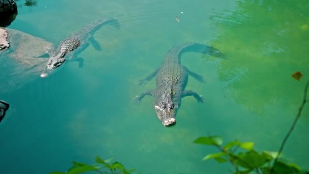 Wild African Alligators Float Water Plunging Bottom River Float — Stock Video