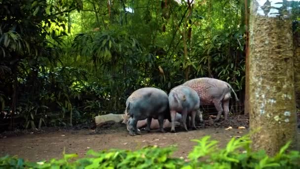 Vilda Afrikanska Vildsvin Står Naturen Marken Med Skogen Bakgrunden — Stockvideo