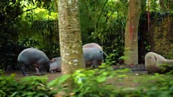 Sanglier Afrique Sauvage Dresse Dans Nature Sur Sol Avec Forêt — Video