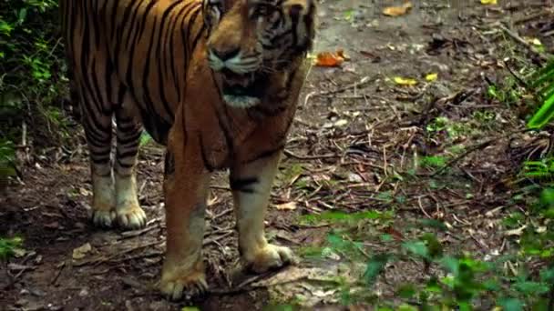 雄性野生老虎在草地上奔跑 终其一生都在研究这片土地 — 图库视频影像