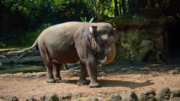 Elefante Salvaje Africano Encuentra Naturaleza Suelo Con Bosque Fondo — Vídeos de Stock