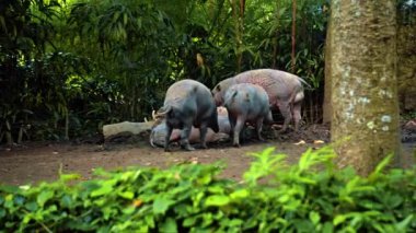 Vahşi Afrika domuzu, arka planda ormanla birlikte doğada duruyor.