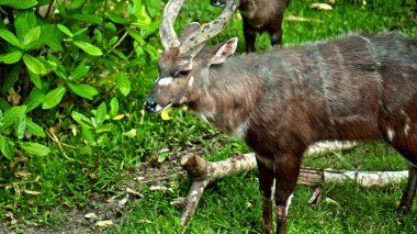 Vahşi Afrika antilopları, arka planda bir ormanın üzerinde, doğada duruyor.