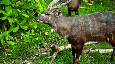 Vahşi Afrika antilopları, arka planda bir ormanın üzerinde, doğada duruyor.