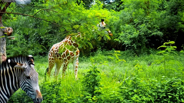 Wild African Giraffe Walks Nature Ground Forest Background — Stock Photo, Image