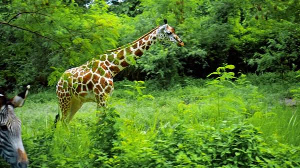 非洲野生长颈鹿在大自然中的地面上行走 背景是一片森林 — 图库照片