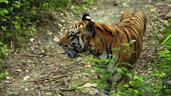 Hombres Tigres Salvajes Corren Largo Hierba Estudian Territorio Por Vida —  Fotos de Stock