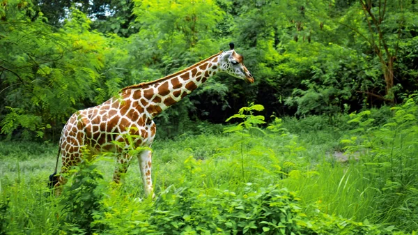 Wild African Giraffe Walks Nature Ground Forest Background — Stock Photo, Image