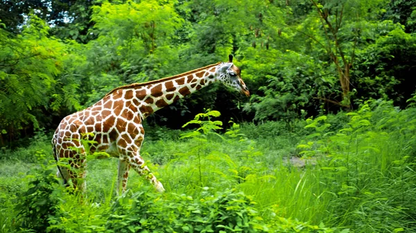 非洲野生长颈鹿在大自然中的地面上行走 背景是一片森林 — 图库照片