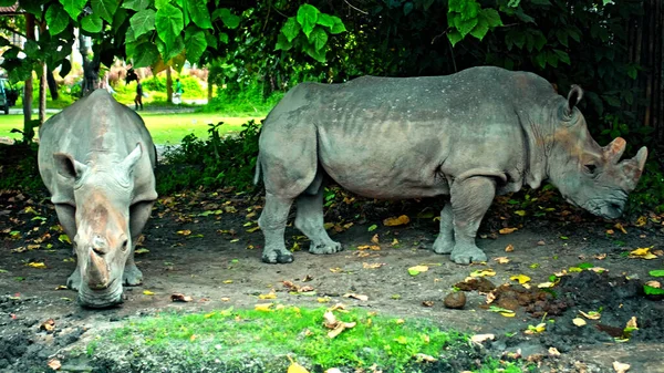 Wilde Afrikanische Nashörner Bleiben Der Natur Auf Dem Boden Mit — Stockfoto